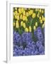 USA, Nevada, Las Vegas. Hyacinth and yellow tulips in garden.-Jaynes Gallery-Framed Photographic Print