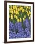 USA, Nevada, Las Vegas. Hyacinth and yellow tulips in garden.-Jaynes Gallery-Framed Photographic Print