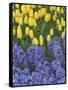 USA, Nevada, Las Vegas. Hyacinth and yellow tulips in garden.-Jaynes Gallery-Framed Stretched Canvas