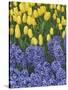 USA, Nevada, Las Vegas. Hyacinth and yellow tulips in garden.-Jaynes Gallery-Stretched Canvas