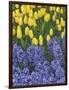 USA, Nevada, Las Vegas. Hyacinth and yellow tulips in garden.-Jaynes Gallery-Framed Photographic Print