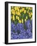 USA, Nevada, Las Vegas. Hyacinth and yellow tulips in garden.-Jaynes Gallery-Framed Photographic Print