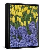 USA, Nevada, Las Vegas. Hyacinth and yellow tulips in garden.-Jaynes Gallery-Framed Stretched Canvas