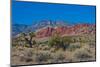 USA, Nevada, Las Vegas, Red Rock National Conservation Area, Calico Hills North-Bernard Friel-Mounted Photographic Print