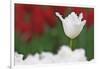 USA, Nevada, Las Vegas. White-fringed tulips in garden.-Jaynes Gallery-Framed Photographic Print