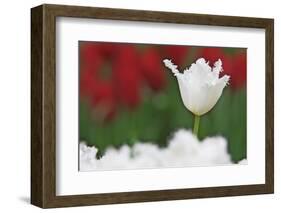 USA, Nevada, Las Vegas. White-fringed tulips in garden.-Jaynes Gallery-Framed Photographic Print
