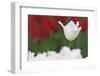 USA, Nevada, Las Vegas. White-fringed tulips in garden.-Jaynes Gallery-Framed Photographic Print