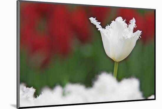 USA, Nevada, Las Vegas. White-fringed tulips in garden.-Jaynes Gallery-Mounted Photographic Print