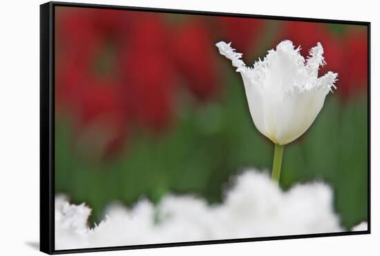 USA, Nevada, Las Vegas. White-fringed tulips in garden.-Jaynes Gallery-Framed Stretched Canvas