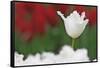 USA, Nevada, Las Vegas. White-fringed tulips in garden.-Jaynes Gallery-Framed Stretched Canvas