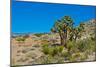 USA, Nevada. Mesquite. Gold Butte National Monument, Blackhawk Road vista-Bernard Friel-Mounted Photographic Print