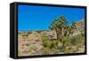 USA, Nevada. Mesquite. Gold Butte National Monument, Blackhawk Road vista-Bernard Friel-Framed Stretched Canvas