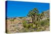 USA, Nevada. Mesquite. Gold Butte National Monument, Blackhawk Road vista-Bernard Friel-Stretched Canvas