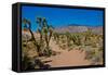 USA, Nevada, Mesquite. Gold Butte National Monument, Blackhawk Road vista-Bernard Friel-Framed Stretched Canvas