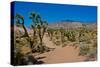 USA, Nevada, Mesquite. Gold Butte National Monument, Blackhawk Road vista-Bernard Friel-Stretched Canvas