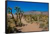 USA, Nevada, Mesquite. Gold Butte National Monument, Blackhawk Road vista-Bernard Friel-Framed Stretched Canvas