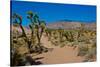 USA, Nevada, Mesquite. Gold Butte National Monument, Blackhawk Road vista-Bernard Friel-Stretched Canvas