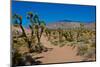 USA, Nevada, Mesquite. Gold Butte National Monument, Blackhawk Road vista-Bernard Friel-Mounted Photographic Print