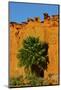 USA, Nevada, Mesquite. Gold Butte National Monument, Little Finland, Palm tree in the Desert-Bernard Friel-Mounted Photographic Print