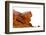 USA, Nevada, Mesquite. Gold Butte National Monument, Little Finland red rock sculptures-Bernard Friel-Framed Photographic Print