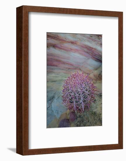 USA, Nevada, Overton, Valley of Fire State Park. Multi-colored rock formation and cactus.-Jaynes Gallery-Framed Photographic Print