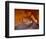 USA, Nevada, Overton, Valley of Fire State Park. Multi-colored rock formation.-Jaynes Gallery-Framed Photographic Print