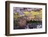 USA, Nevada. Small cactus in Gold Butte National Monument-Judith Zimmerman-Framed Photographic Print