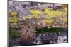 USA, Nevada. Small cactus in Gold Butte National Monument-Judith Zimmerman-Mounted Photographic Print