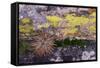 USA, Nevada. Small cactus in Gold Butte National Monument-Judith Zimmerman-Framed Stretched Canvas