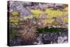 USA, Nevada. Small cactus in Gold Butte National Monument-Judith Zimmerman-Stretched Canvas