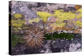 USA, Nevada. Small cactus in Gold Butte National Monument-Judith Zimmerman-Stretched Canvas