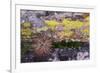 USA, Nevada. Small cactus in Gold Butte National Monument-Judith Zimmerman-Framed Premium Photographic Print