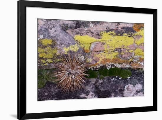 USA, Nevada. Small cactus in Gold Butte National Monument-Judith Zimmerman-Framed Premium Photographic Print