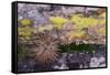 USA, Nevada. Small cactus in Gold Butte National Monument-Judith Zimmerman-Framed Stretched Canvas