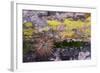 USA, Nevada. Small cactus in Gold Butte National Monument-Judith Zimmerman-Framed Photographic Print