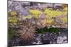 USA, Nevada. Small cactus in Gold Butte National Monument-Judith Zimmerman-Mounted Photographic Print