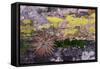 USA, Nevada. Small cactus in Gold Butte National Monument-Judith Zimmerman-Framed Stretched Canvas