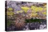 USA, Nevada. Small cactus in Gold Butte National Monument-Judith Zimmerman-Stretched Canvas