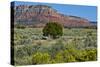 USA, Nevada, Valley of Fire State Park. West Valley of Fire Highway-Bernard Friel-Stretched Canvas