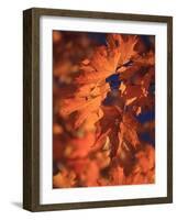 USA, New England, Maine, Acadia National Park, Fall Foliage-Michele Falzone-Framed Photographic Print