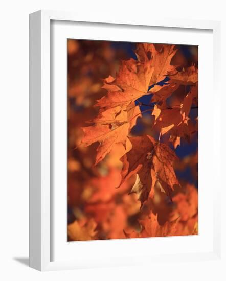 USA, New England, Maine, Acadia National Park, Fall Foliage-Michele Falzone-Framed Photographic Print