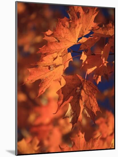 USA, New England, Maine, Acadia National Park, Fall Foliage-Michele Falzone-Mounted Photographic Print