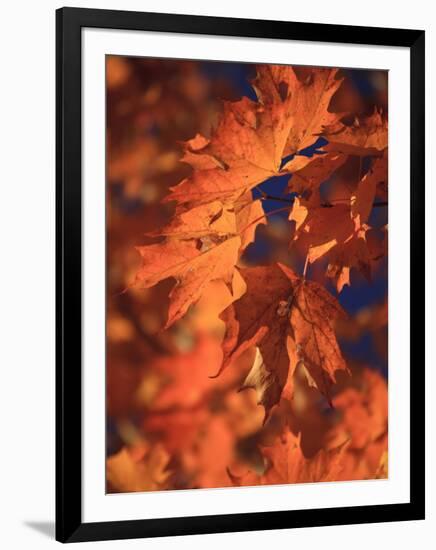 USA, New England, Maine, Acadia National Park, Fall Foliage-Michele Falzone-Framed Photographic Print