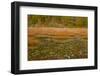 USA, New England, Maine, Mt. Desert Island, Acadia National park with lily pads-Sylvia Gulin-Framed Photographic Print