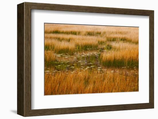 USA, New England, Maine, Mt. Desert Island, Acadia National park with lily pads-Sylvia Gulin-Framed Photographic Print