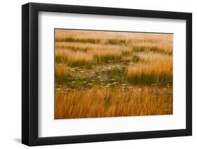 USA, New England, Maine, Mt. Desert Island, Acadia National park with lily pads-Sylvia Gulin-Framed Photographic Print