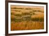 USA, New England, Maine, Mt. Desert Island, Acadia National park with lily pads-Sylvia Gulin-Framed Photographic Print