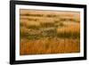 USA, New England, Maine, Mt. Desert Island, Acadia National park with lily pads-Sylvia Gulin-Framed Photographic Print