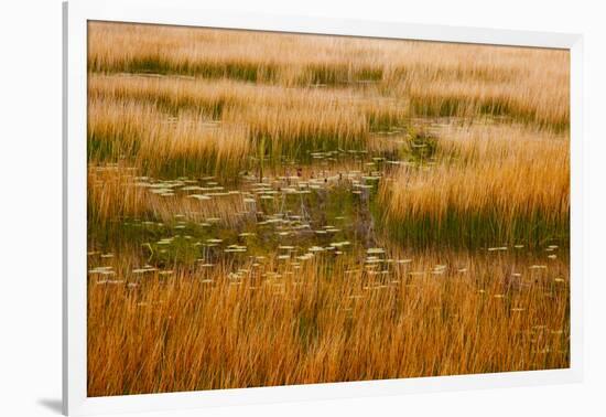 USA, New England, Maine, Mt. Desert Island, Acadia National park with lily pads-Sylvia Gulin-Framed Photographic Print