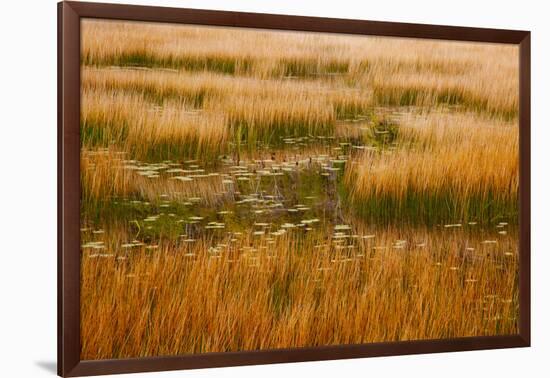 USA, New England, Maine, Mt. Desert Island, Acadia National park with lily pads-Sylvia Gulin-Framed Photographic Print